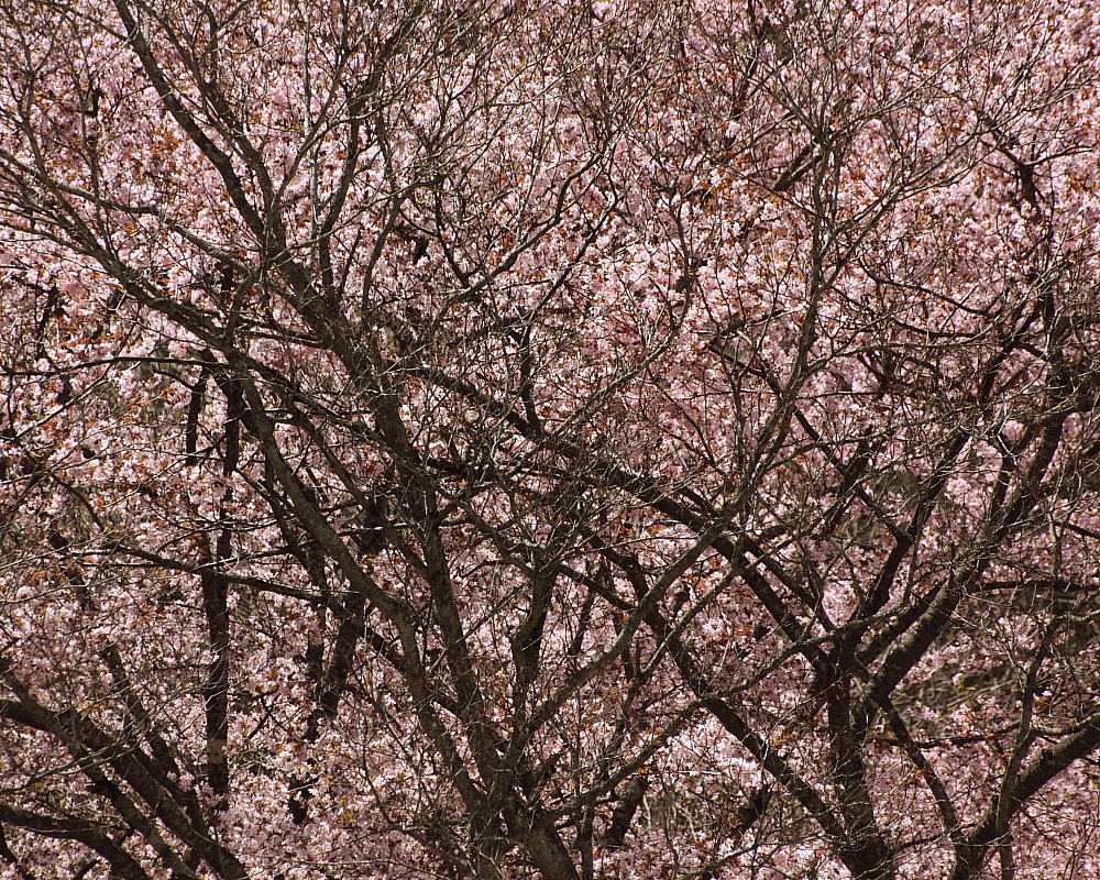 東北桜紀行(ラスト)