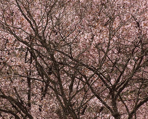 東北桜紀行(ラスト)