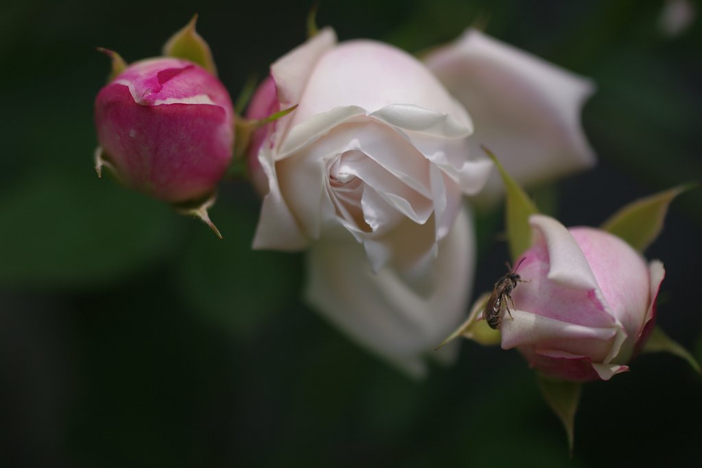 薔薇と蜂