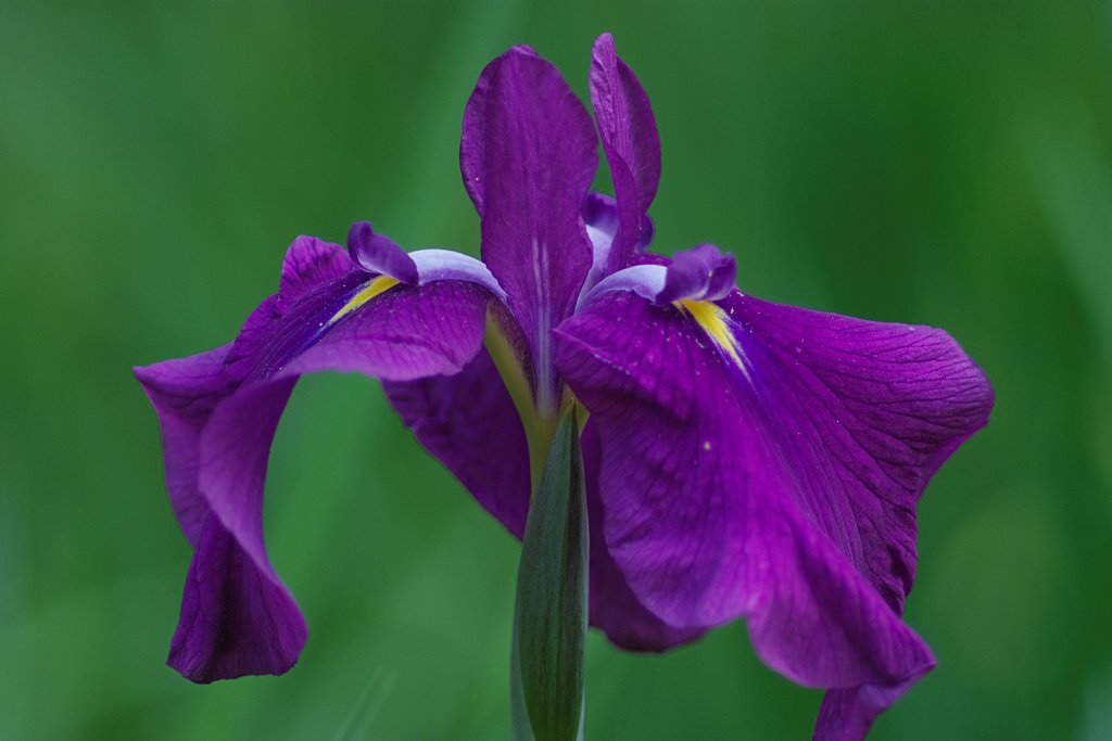 花菖蒲