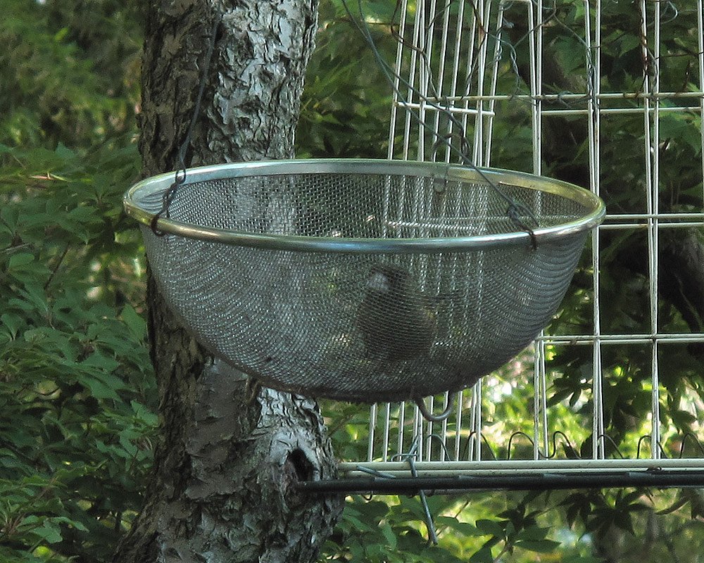 籠の鳥