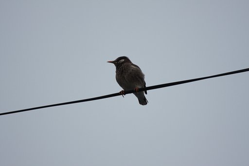この鳥は