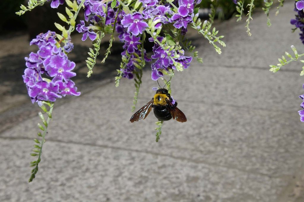 ぶら下がり