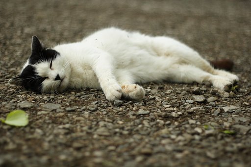おねむな猫