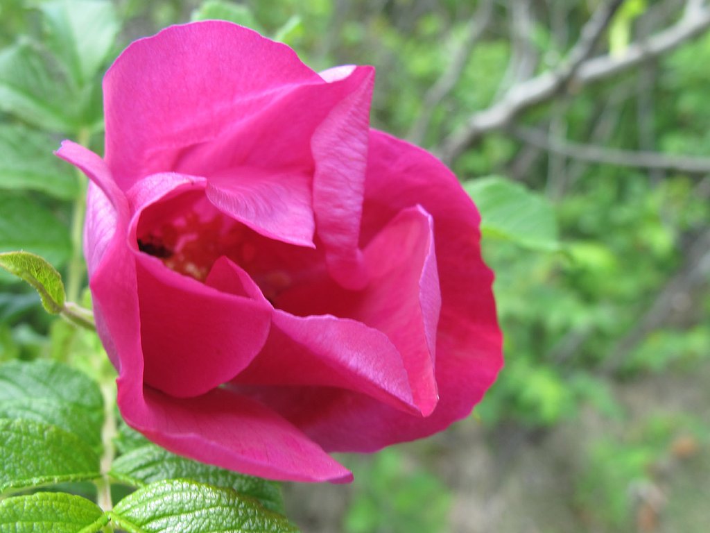 ハマナスの花