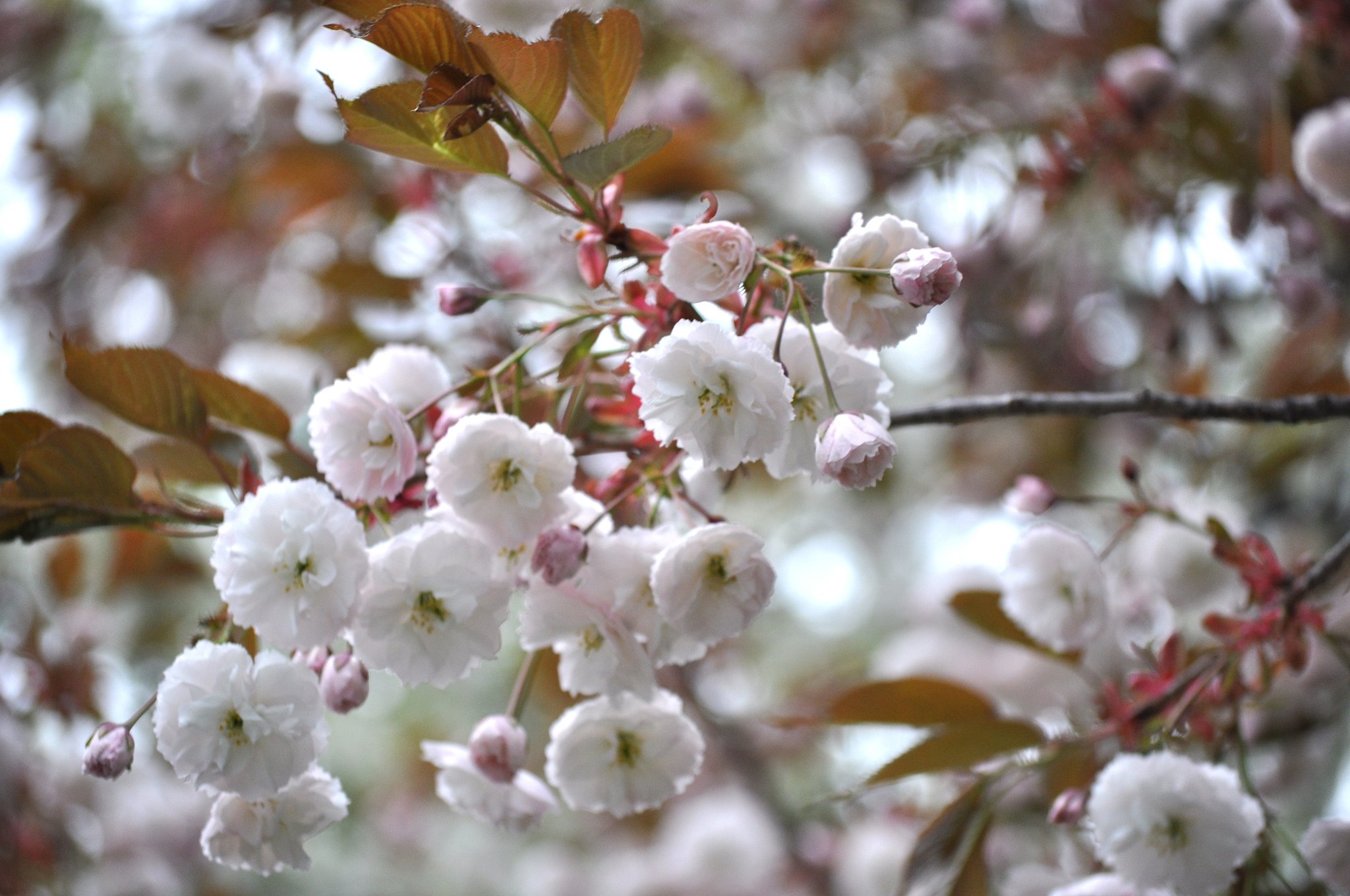八重桜