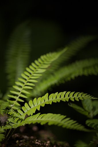 シダ