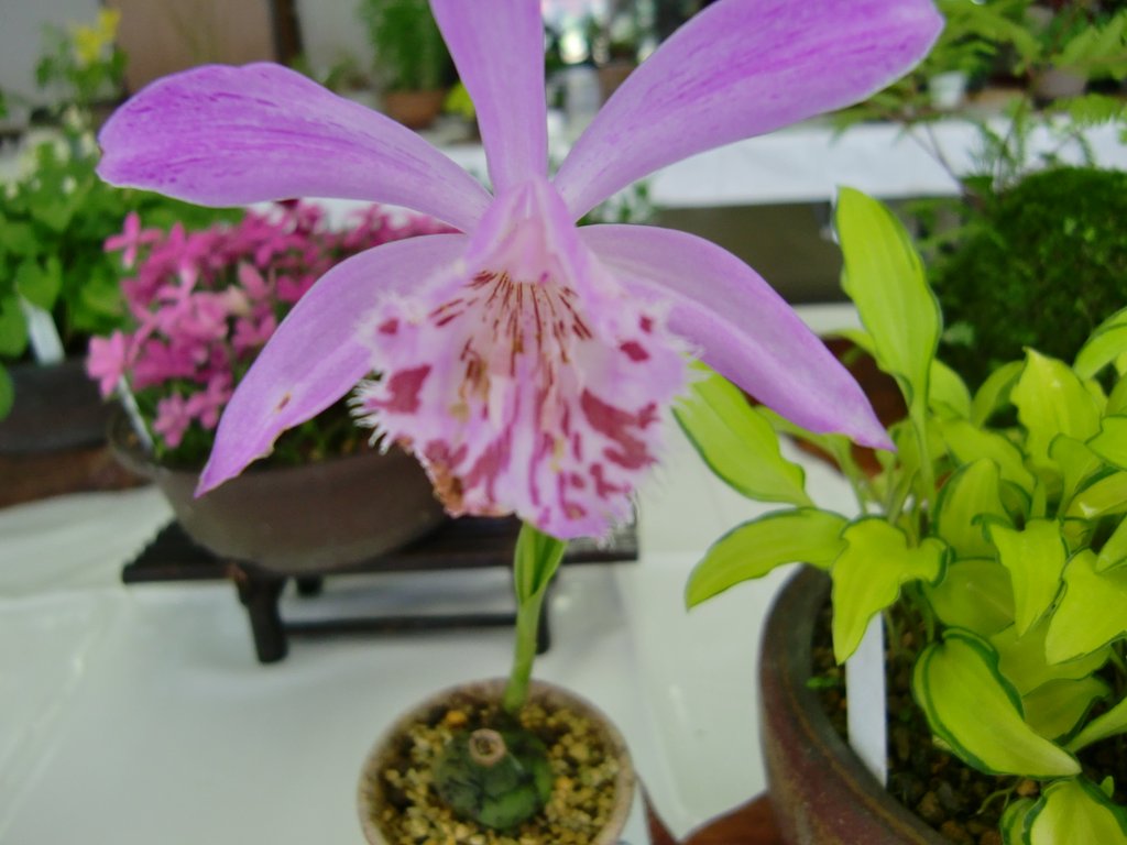 トキ草