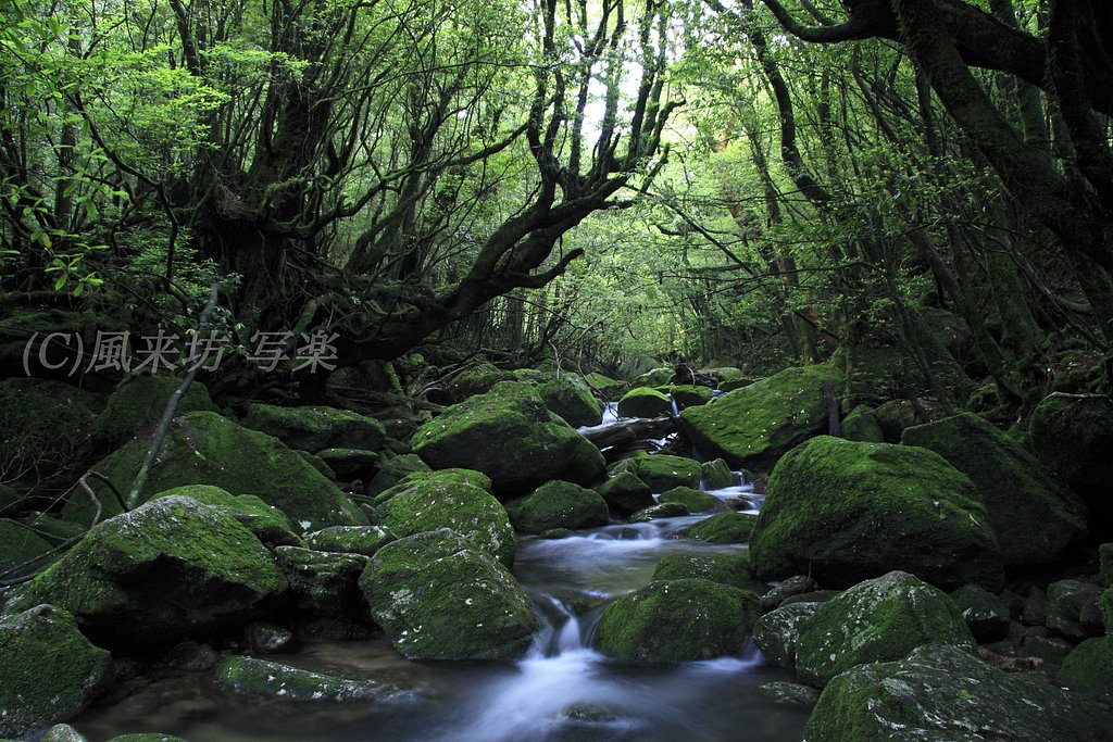 屋久島