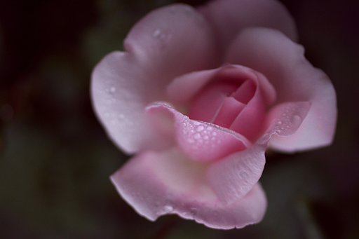 雨の日の薔薇