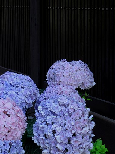 茶屋町の花