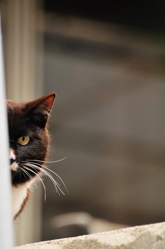 どこかで誰かが見ています