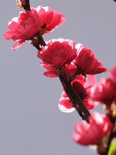 花の名は？