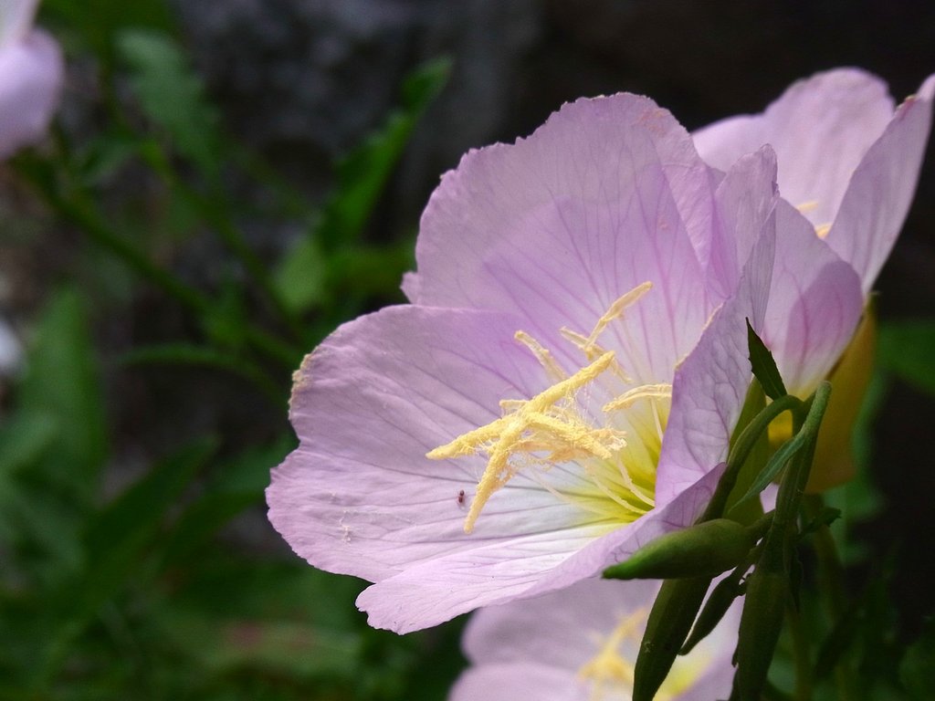 パラポラアンテナ
