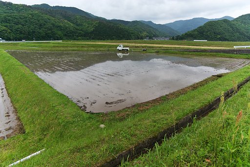 梨子木田の田植え