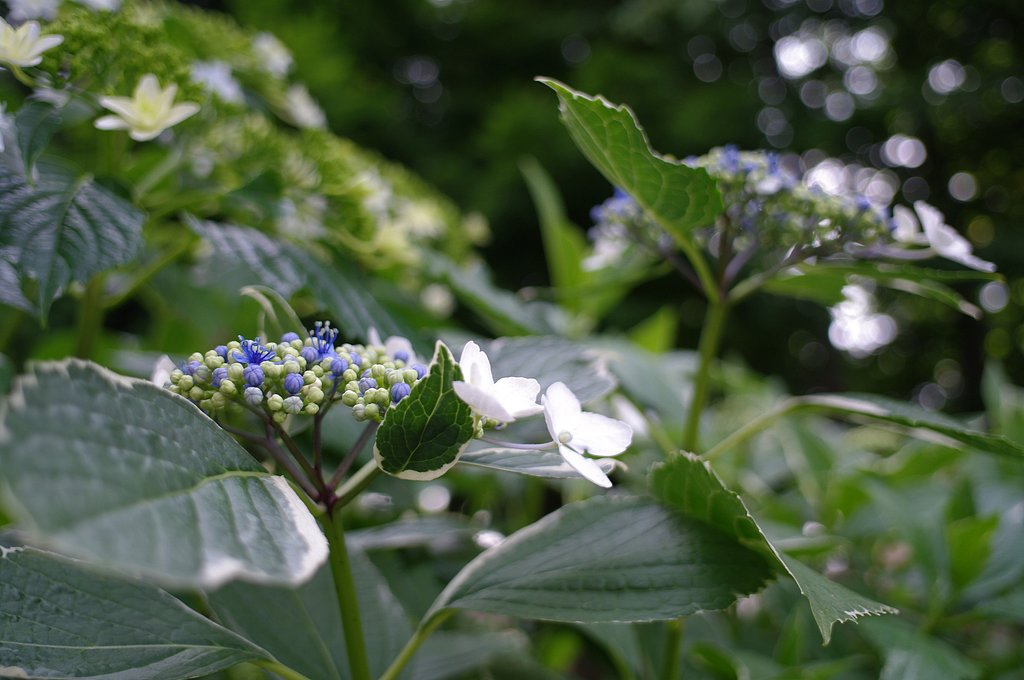 紫陽花の季節(1)