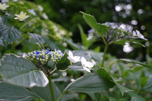 紫陽花の季節(1)