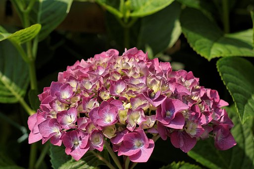 またまた紫陽花