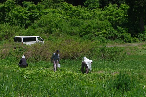 【生活の色】　山菜採り