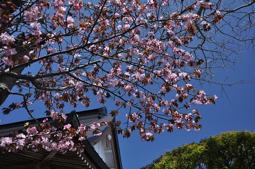 桜　満開