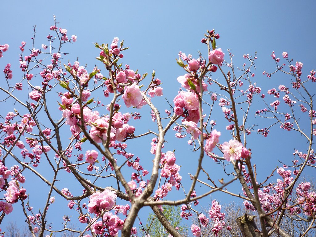 桜♪