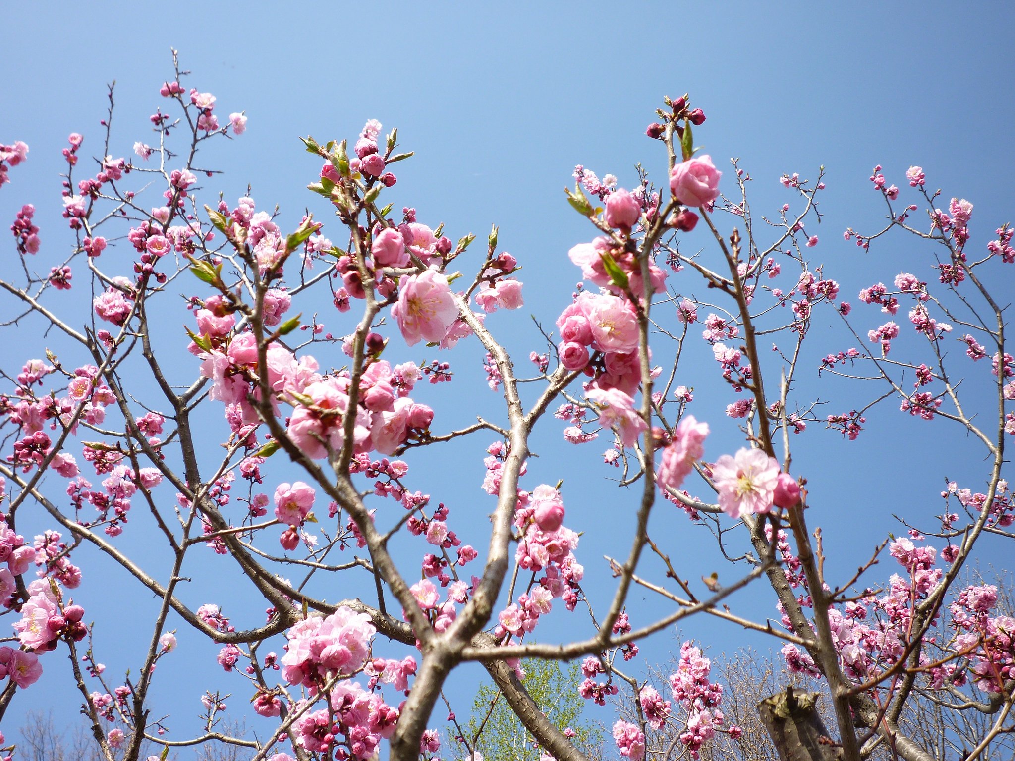 桜♪