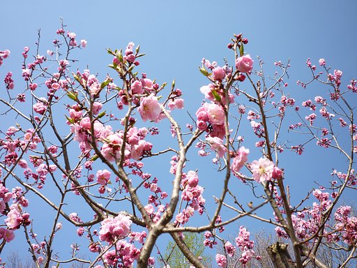 桜♪
