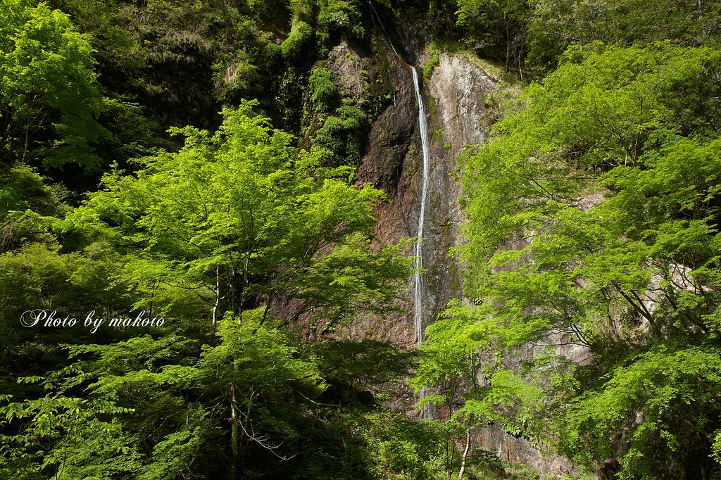 新緑の布滝