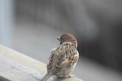 すずめ