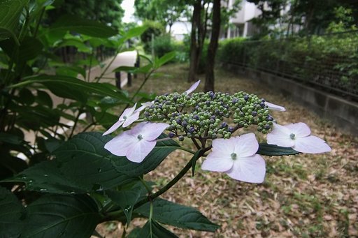紫陽花の候・・・