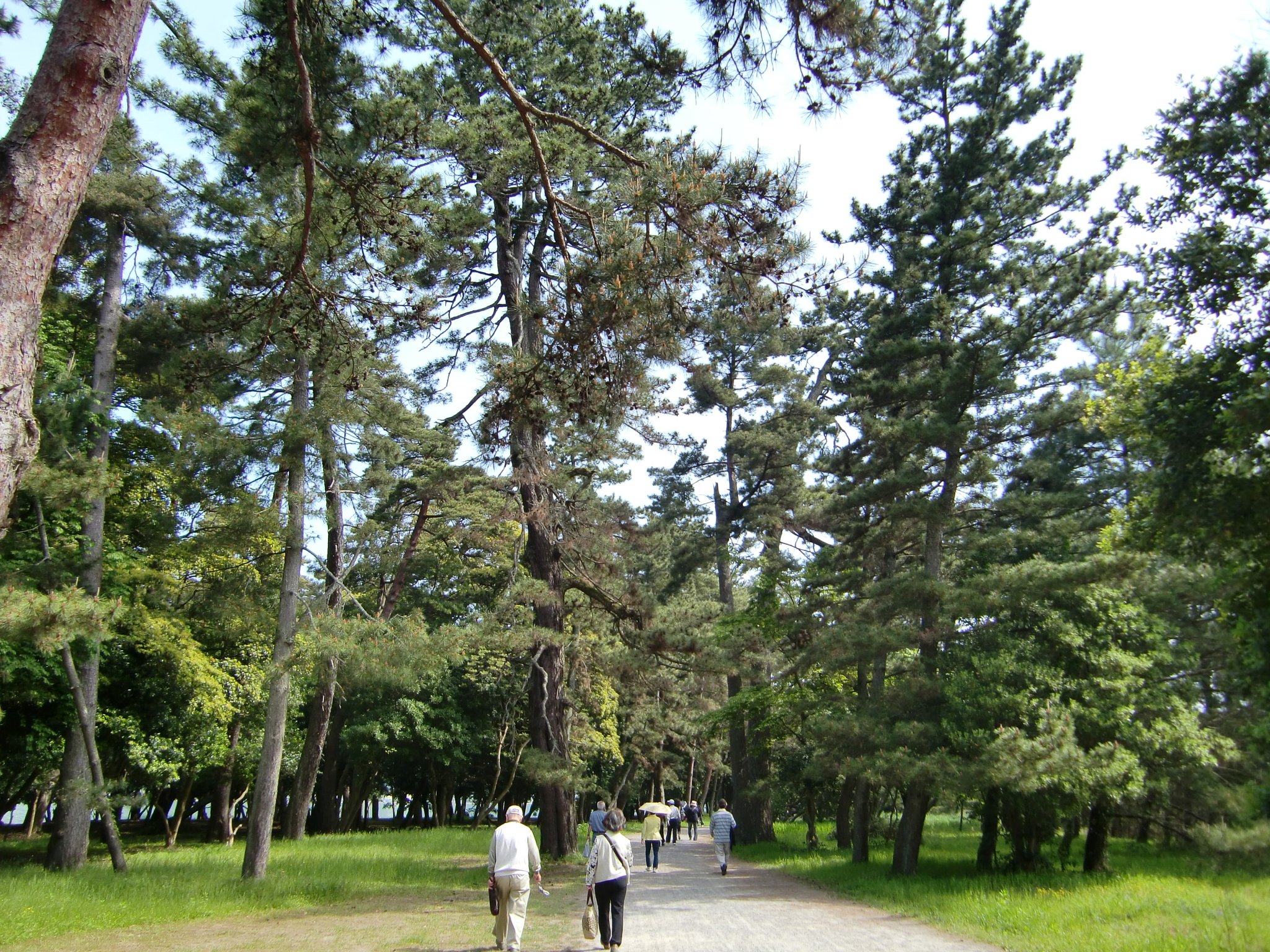天橋立（笠松公園）
