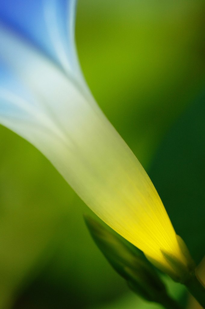 花灯り