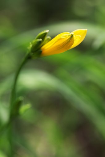 蕾