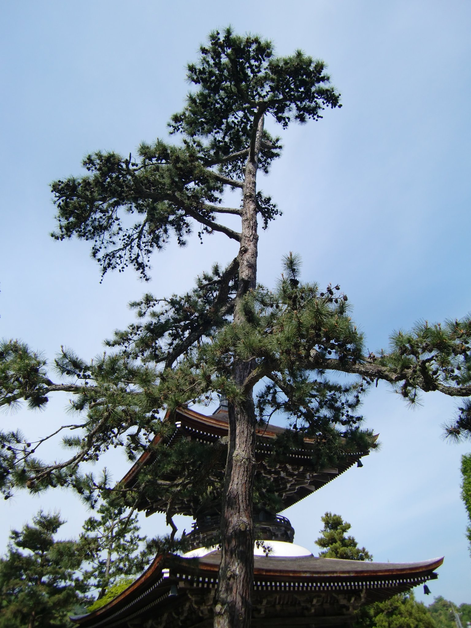 智恩寺の多宝塔の松