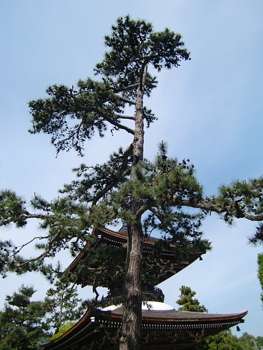 智恩寺の多宝塔の松