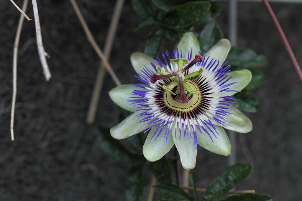 トケイソウ