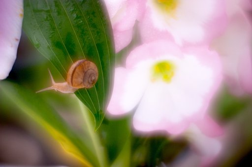 でんでんむし
