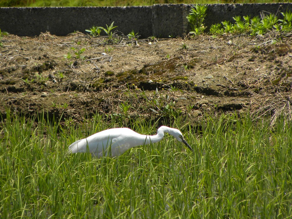 チュウサギ？