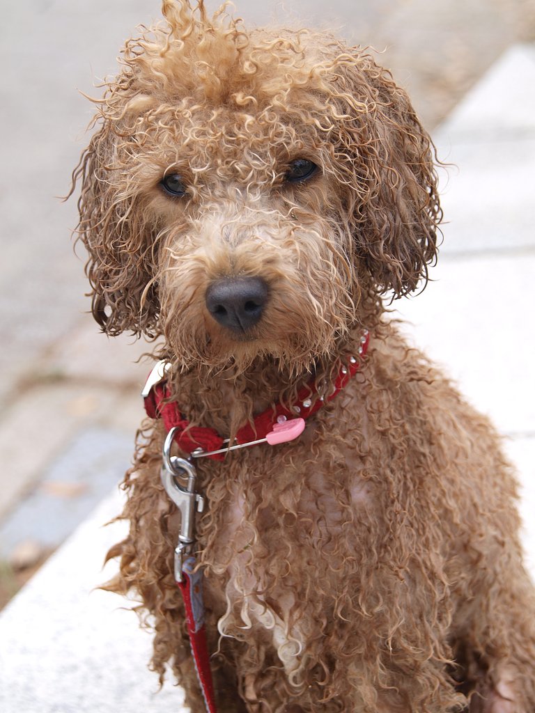 濡れ犬