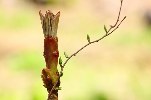 芽吹きの時