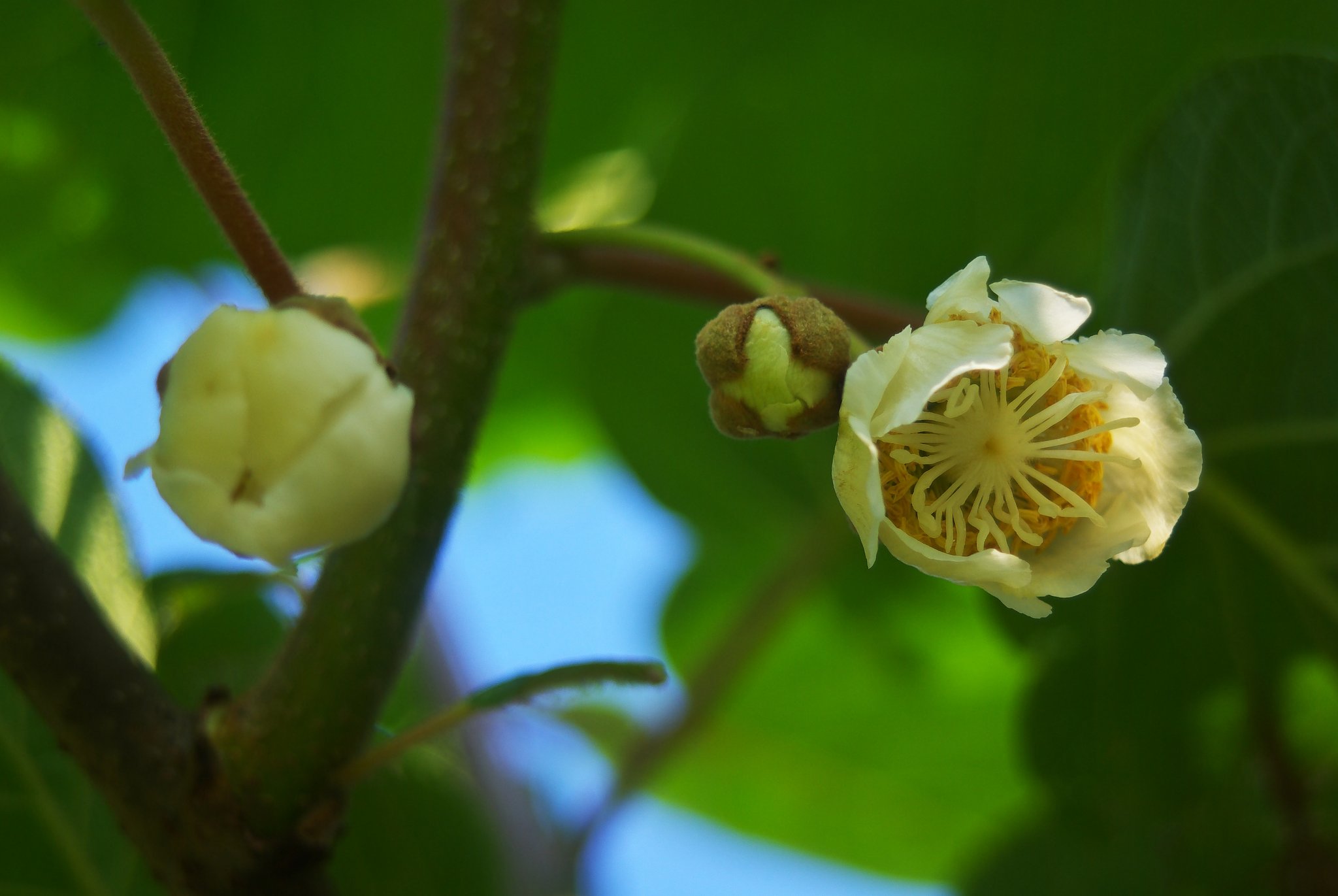 キウイフルーツの花が咲きました。