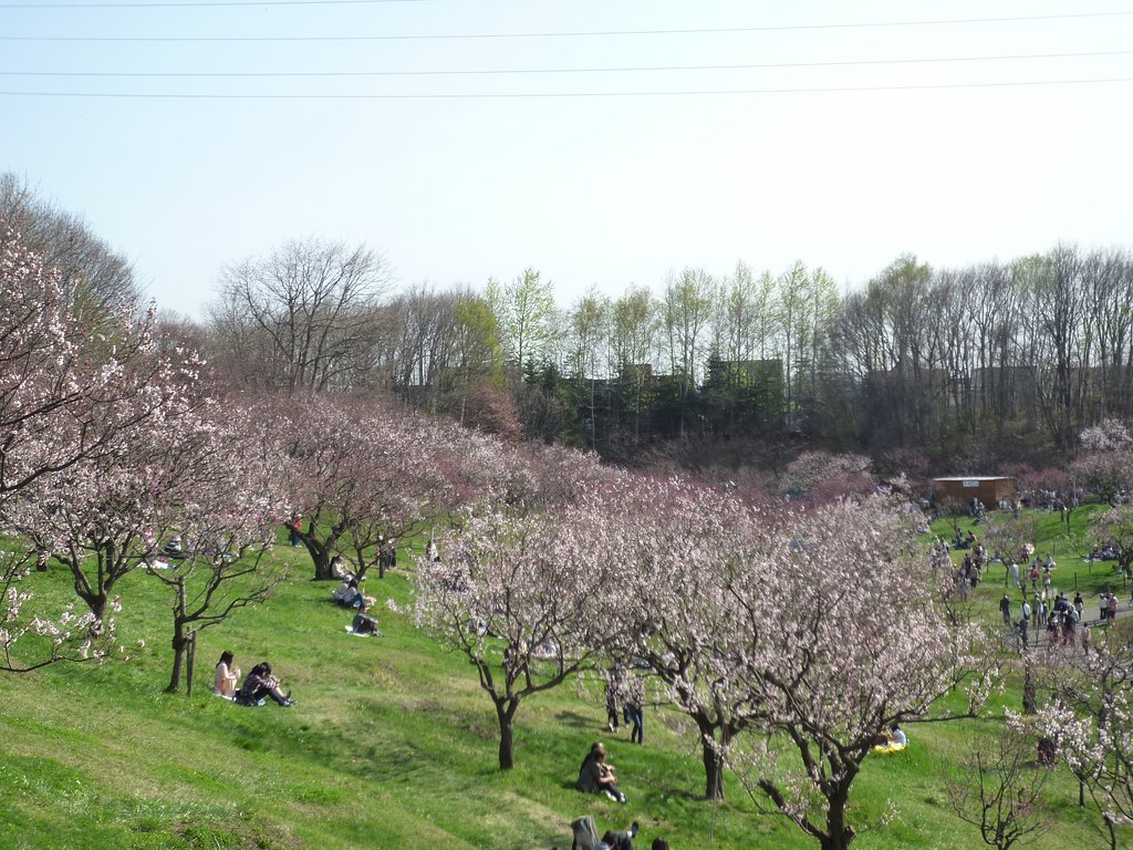桜コース