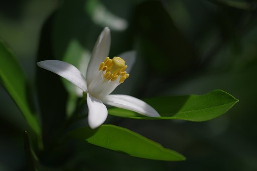 【清和】　凛と爽やか