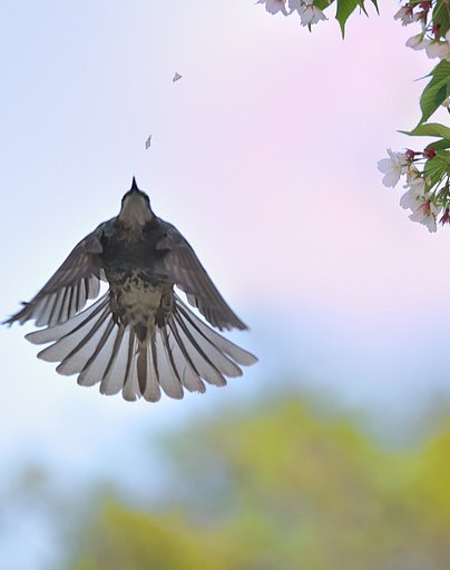 ２舞の花びら