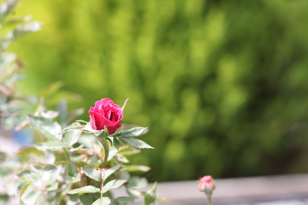 赤い薔薇