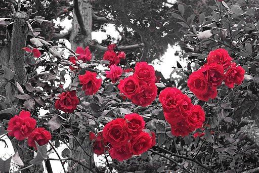 真っ赤な薔薇