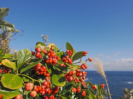 下田で紅白