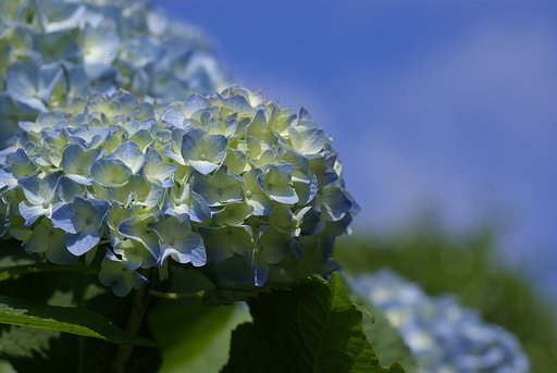 初夏の青空