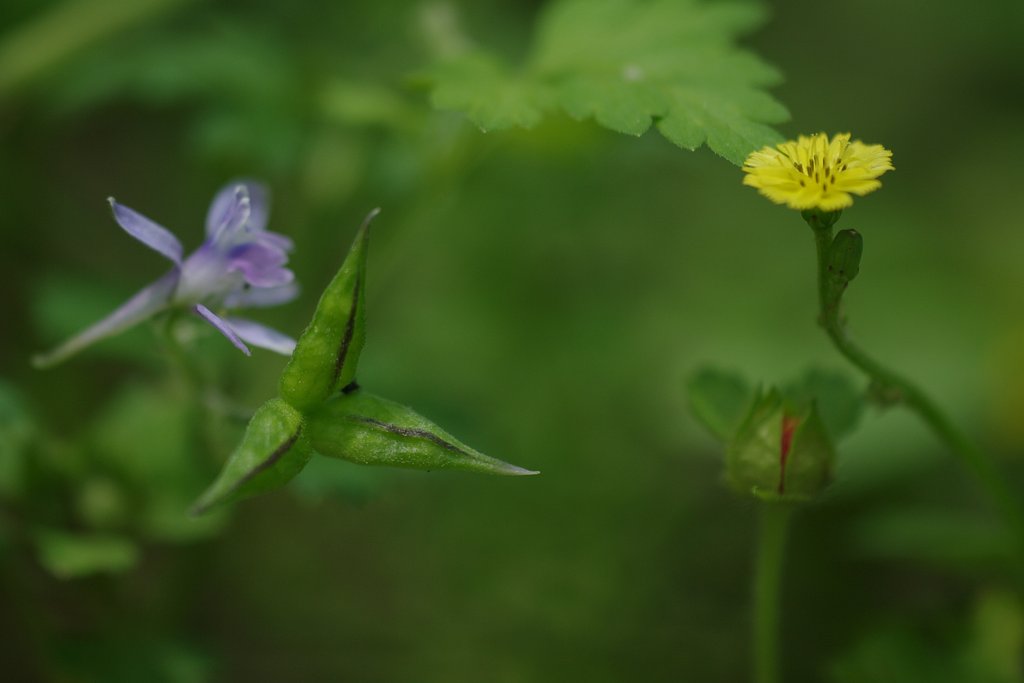 林床の野草たち