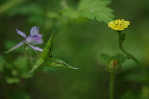 林床の野草たち